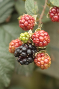 Fresh knowledge, relationships and inspirations ripen